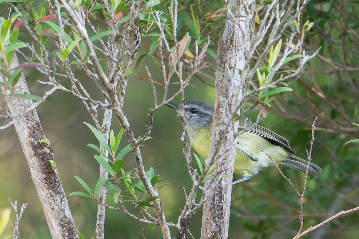Island Leaf Warbler (Buru) - ML645582118