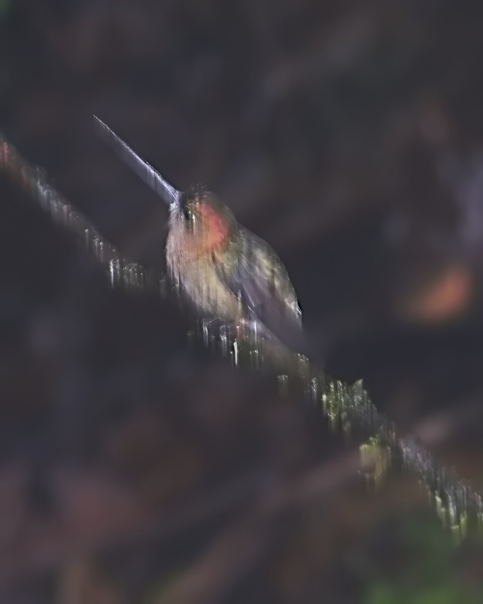 Green-fronted Lancebill - ML645582119