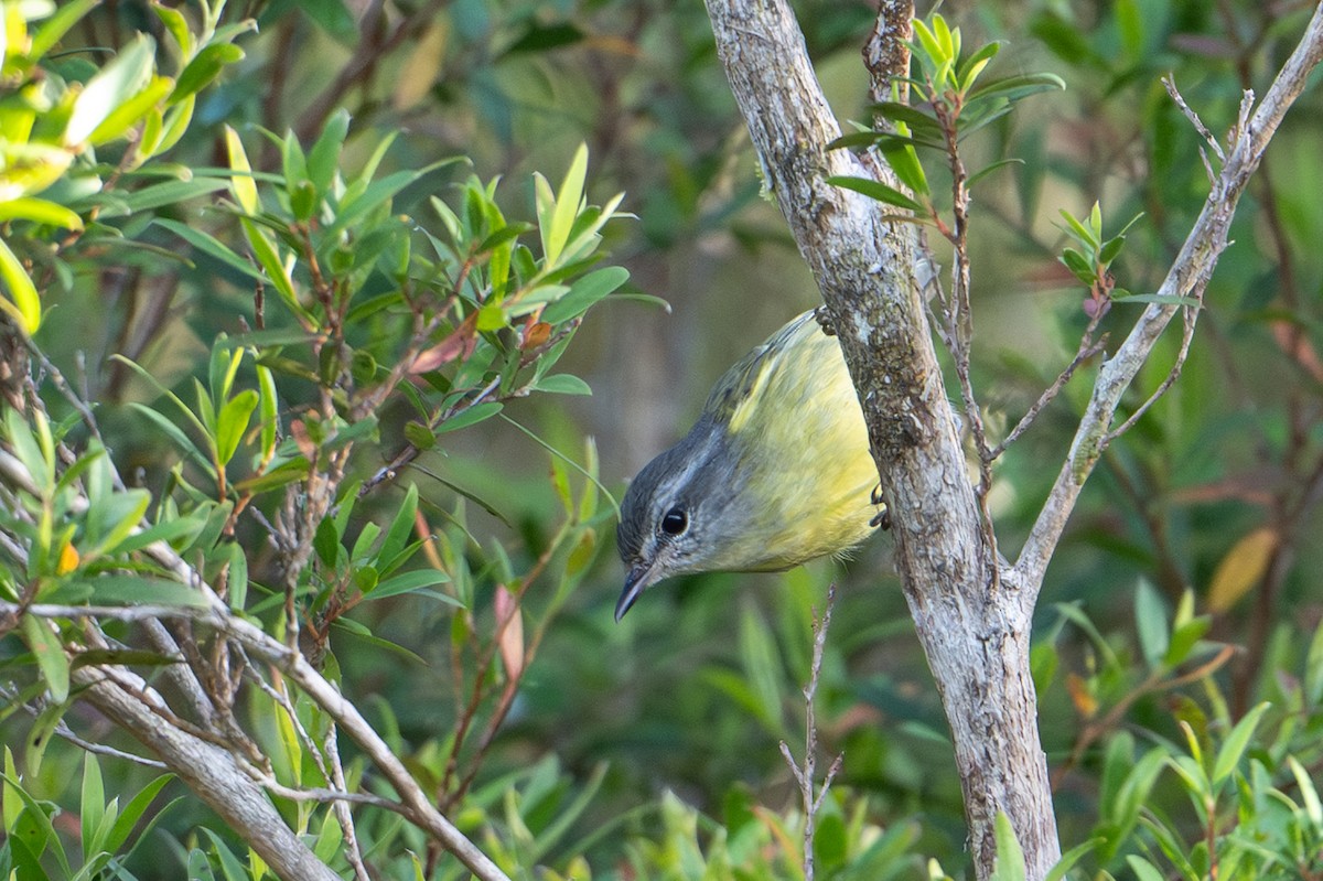 Island Leaf Warbler (Buru) - ML645582120