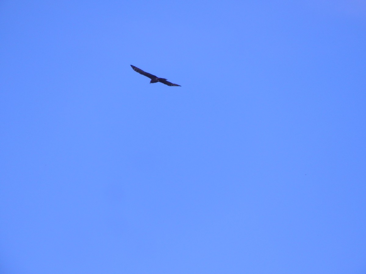 Hook-billed Kite - ML645582121