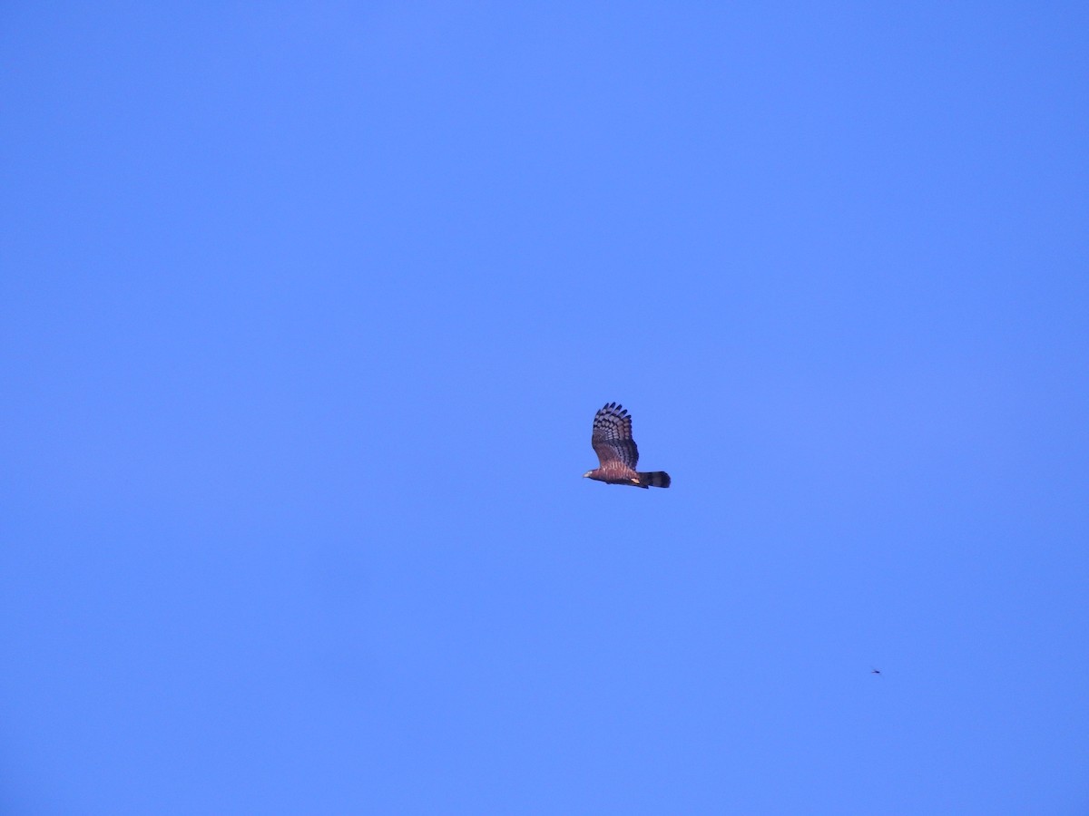 Hook-billed Kite - ML645582123