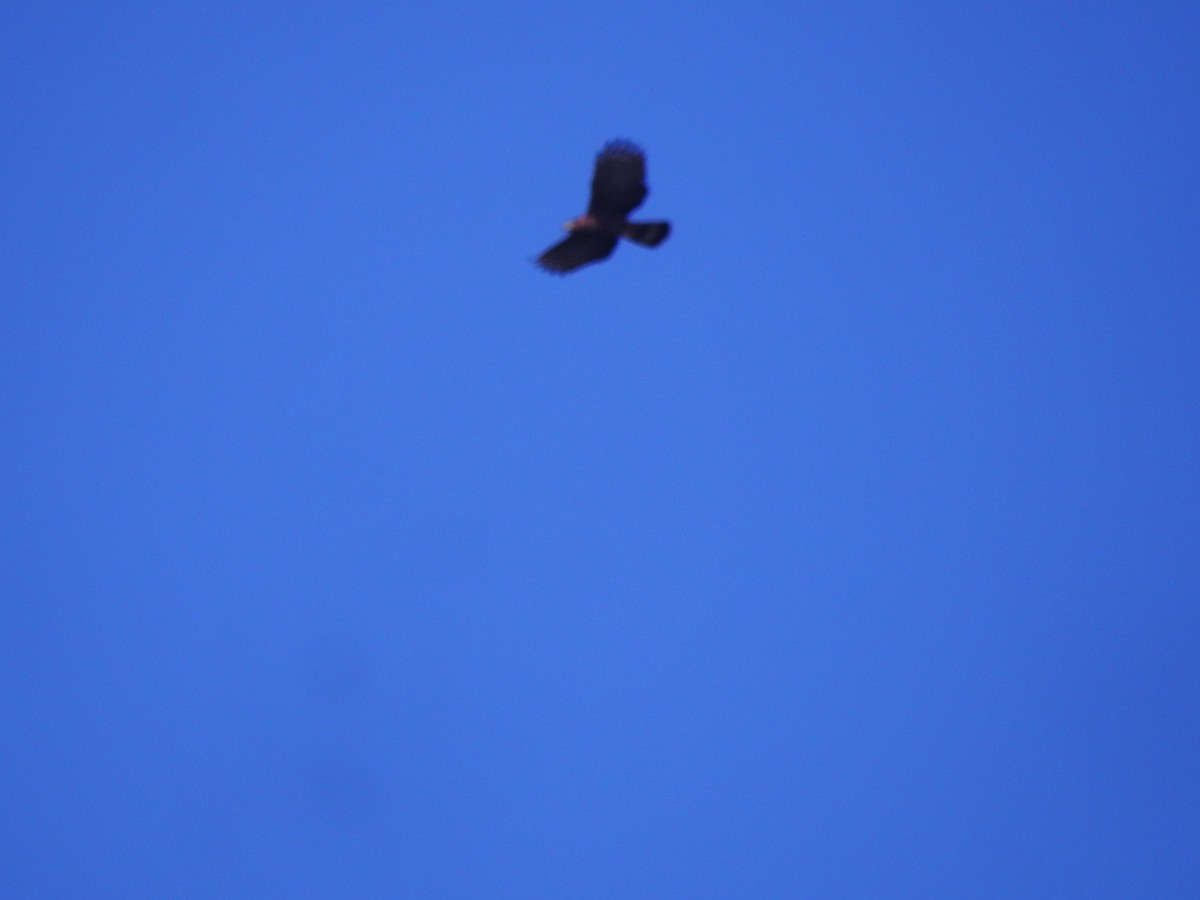 Hook-billed Kite - ML645582124