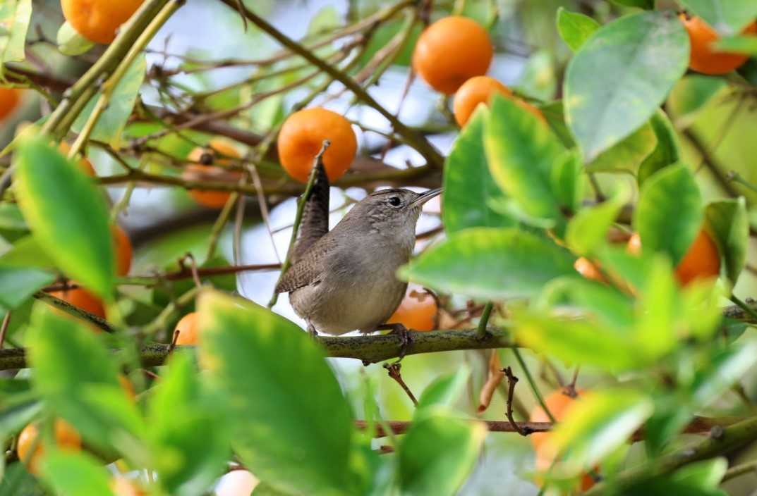 Northern House Wren - ML645582125