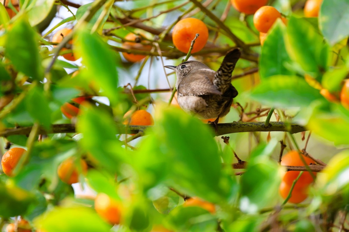 Northern House Wren - ML645582126