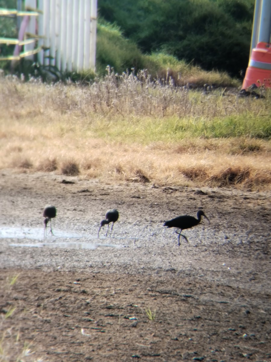 White-faced Ibis - ML645582140