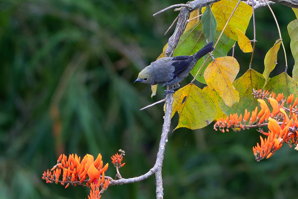 Palm Tanager - ML645582150