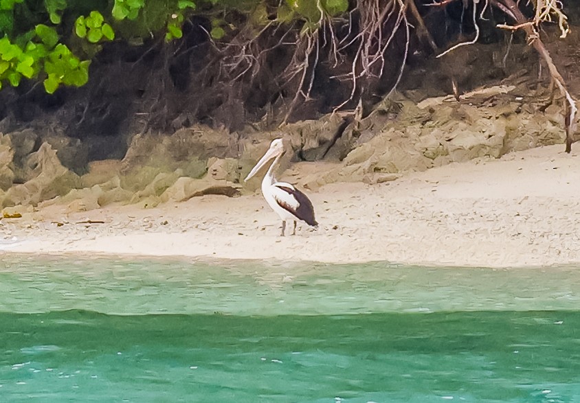 コシグロペリカン - ML645582154