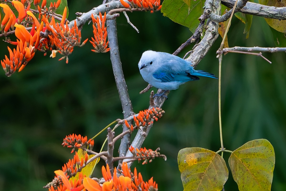Blue-gray Tanager - ML645582156