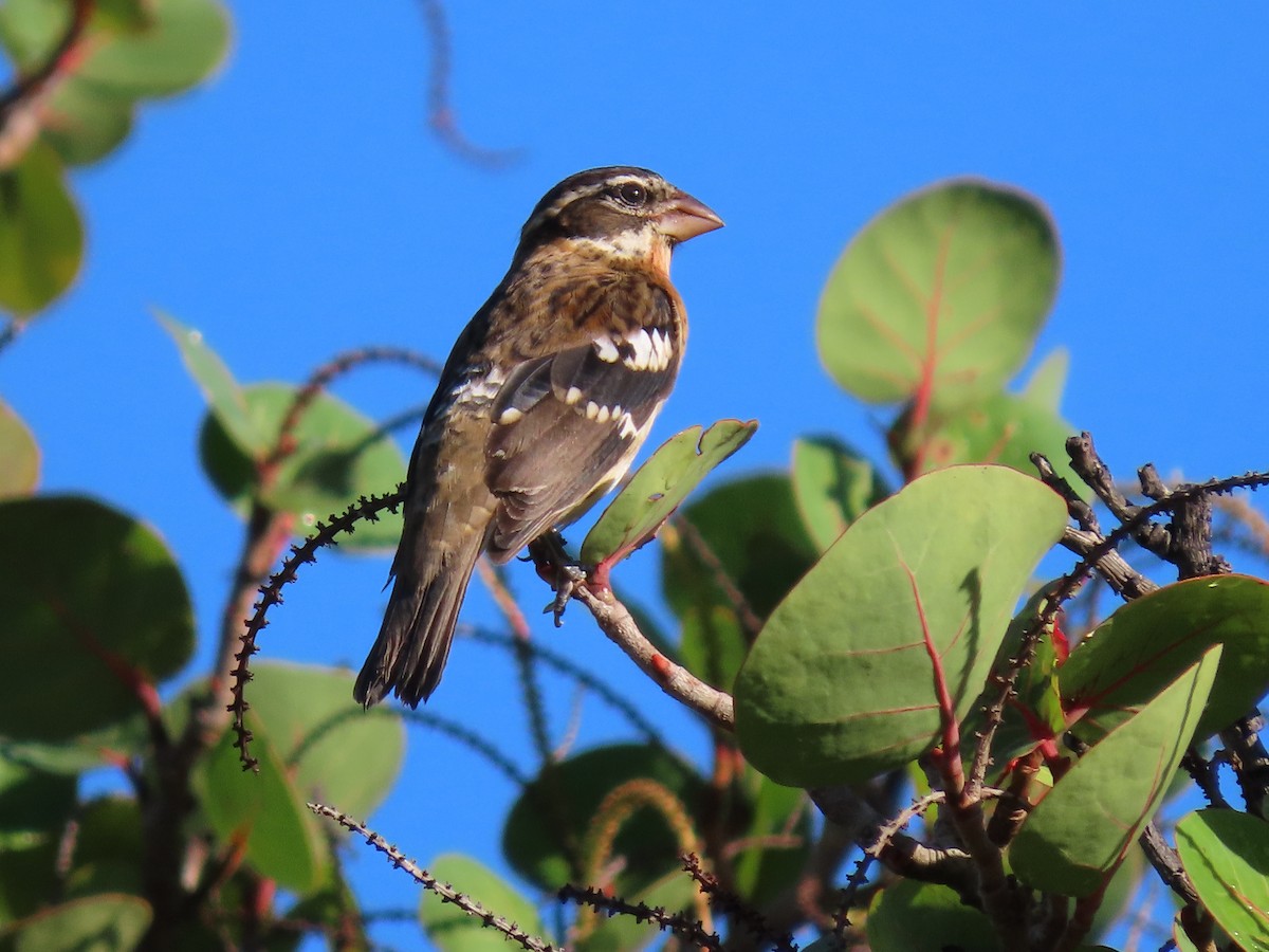 Rose-breasted Grosbeak - ML645582159