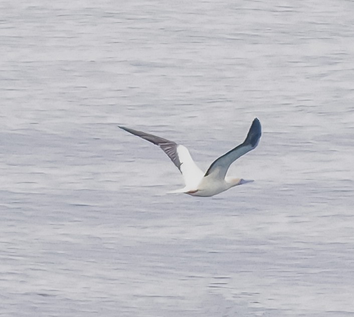 Red-footed Booby - ML645582160