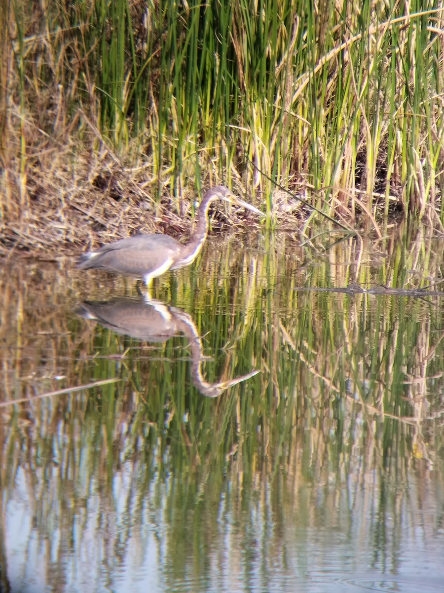 Tricolored Heron - ML645582164