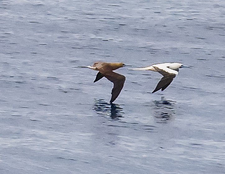 Red-footed Booby - ML645582167