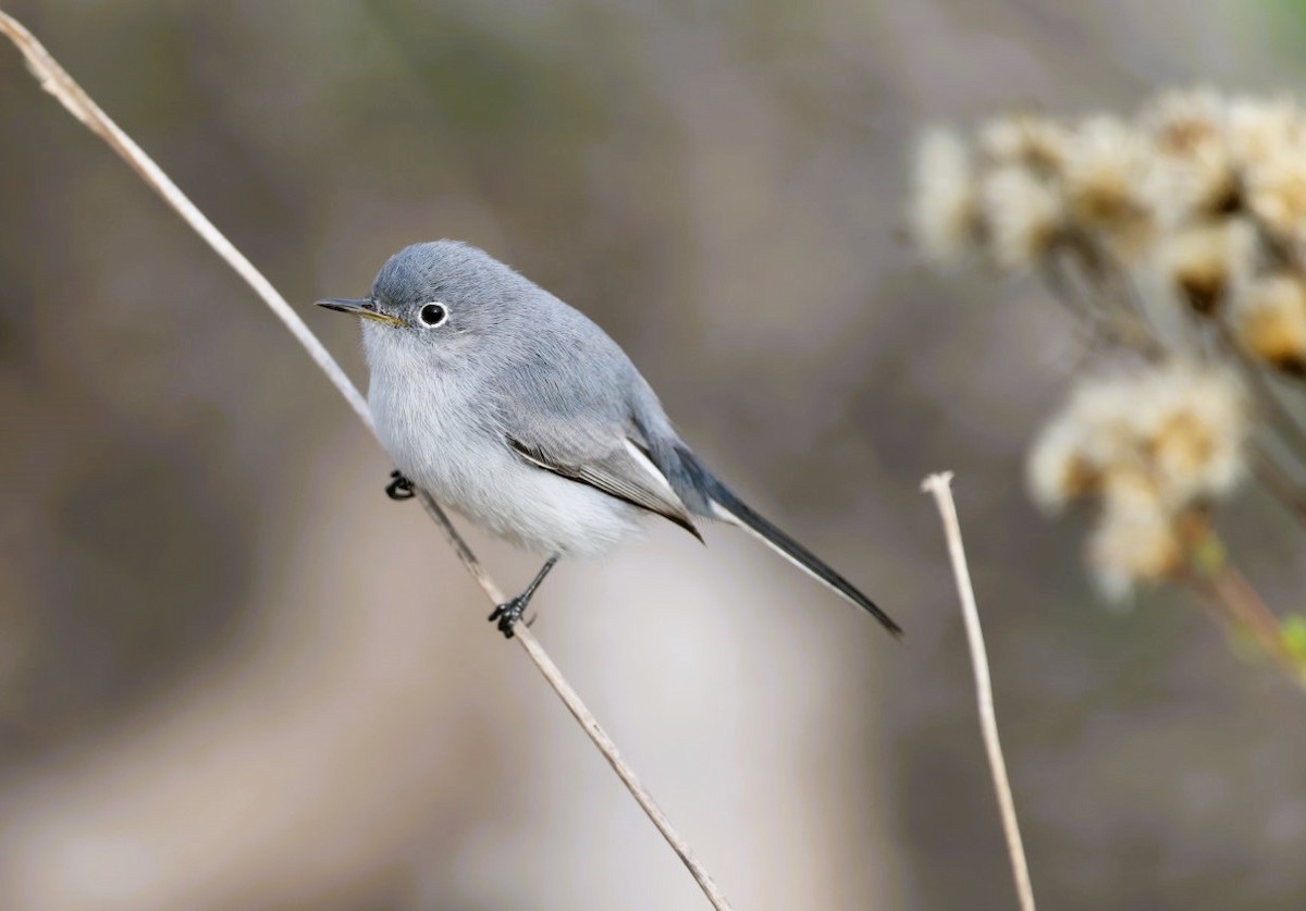 Комароловка сиза - ML645582170