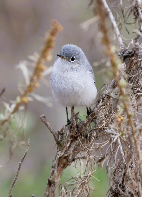 Комароловка сиза - ML645582171