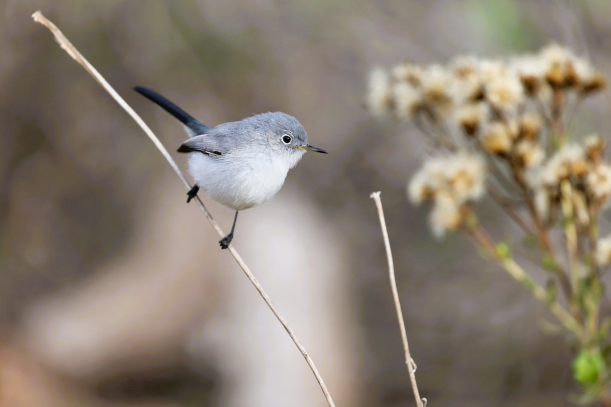 Комароловка сиза - ML645582173