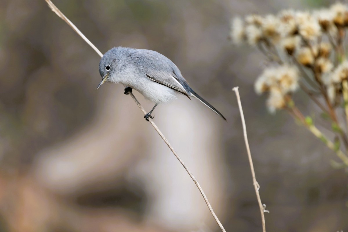 Комароловка сиза - ML645582174