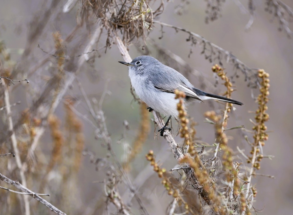 Комароловка сиза - ML645582175