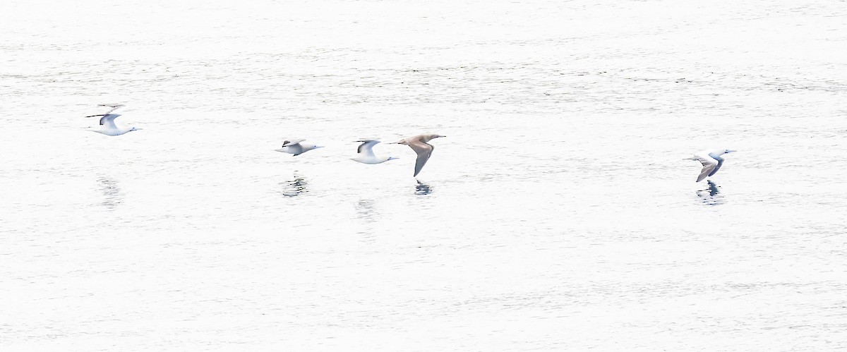 Red-footed Booby - ML645582179