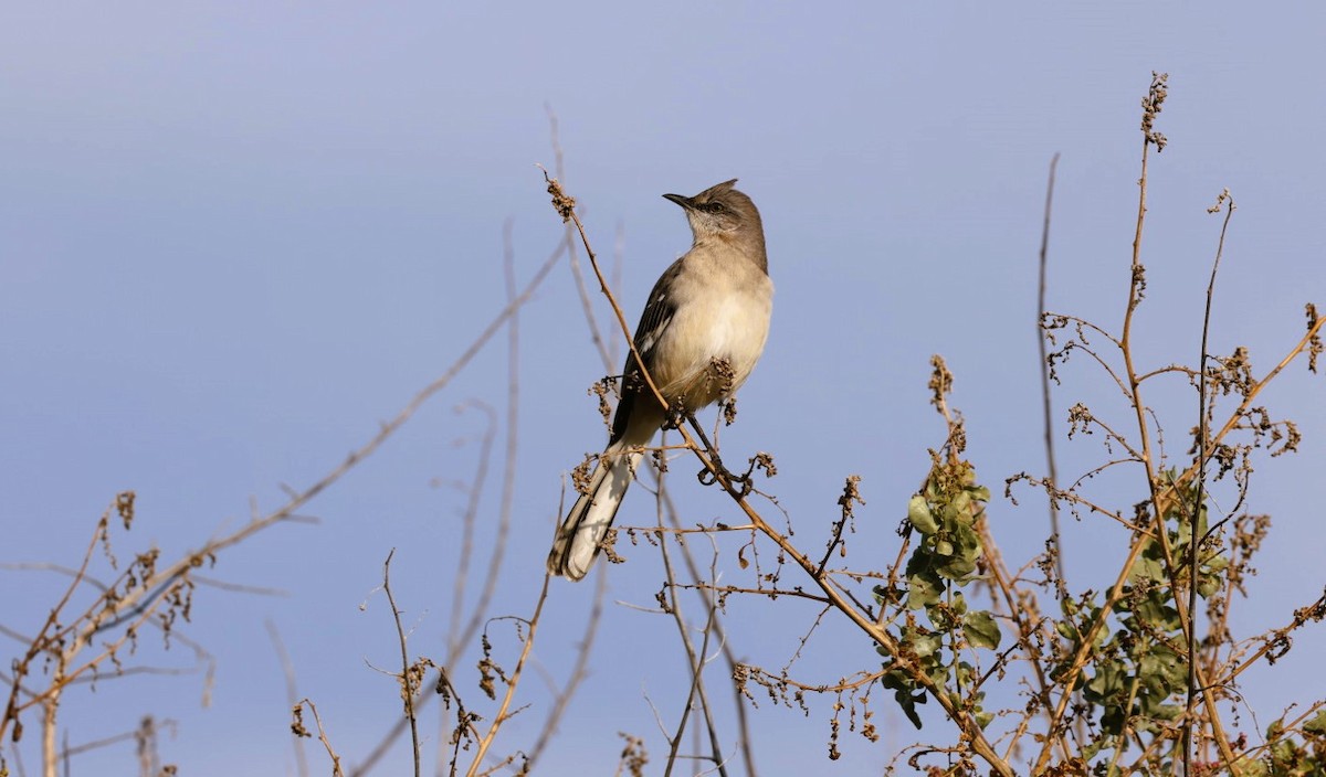 Northern Mockingbird - ML645582186