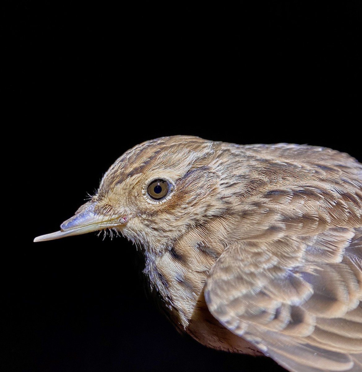 Eurasian Skylark - ML645582188