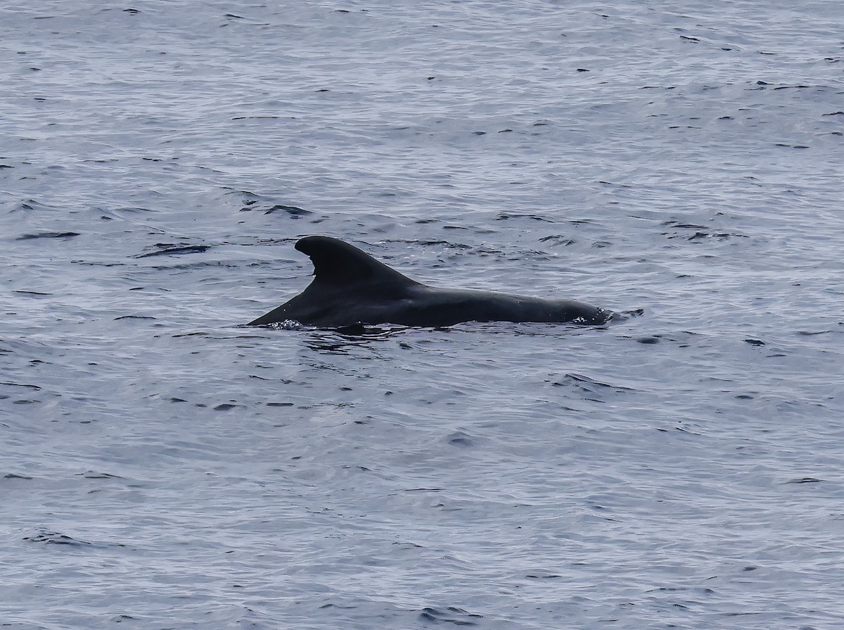 コビレゴンドウ - ML645582195