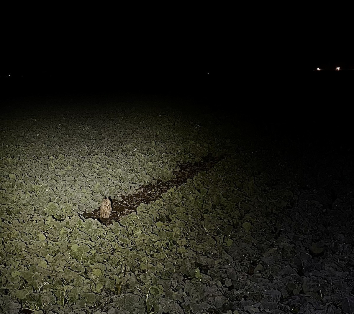 Long-eared Owl - ML645582199