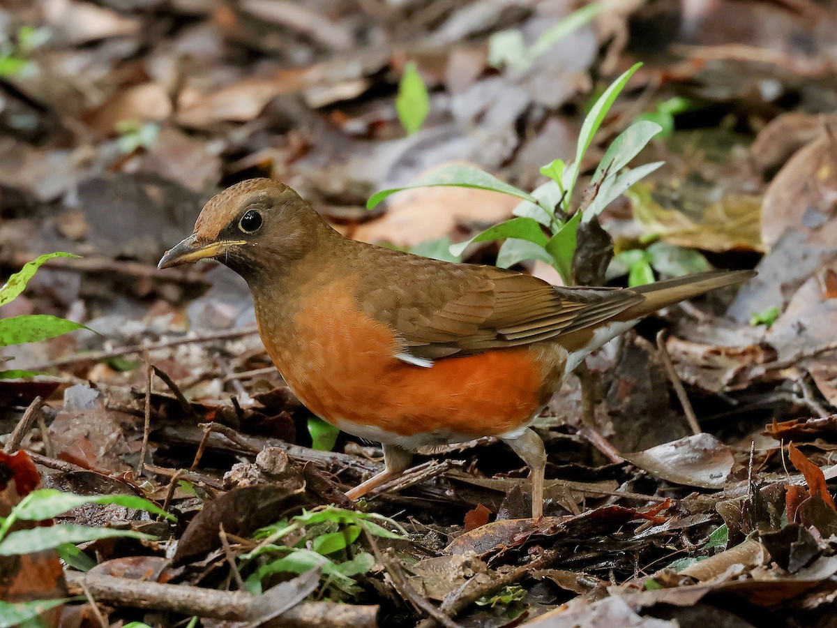 Brown-headed Thrush - ML645582201