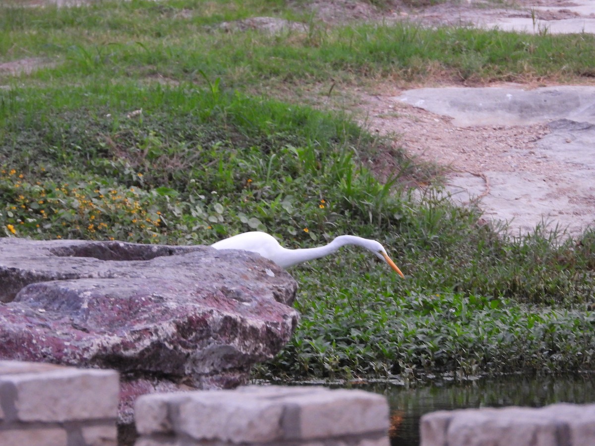 Great Egret - ML645582203