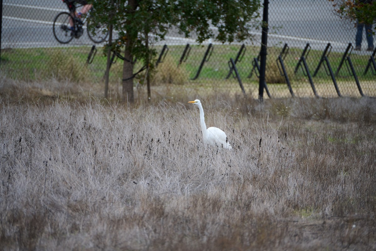 Great Egret - ML645582206