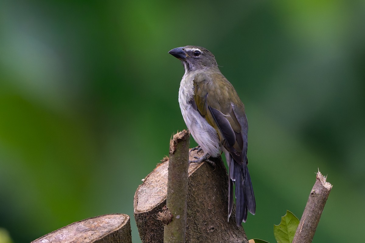 Streaked Saltator - ML645582207