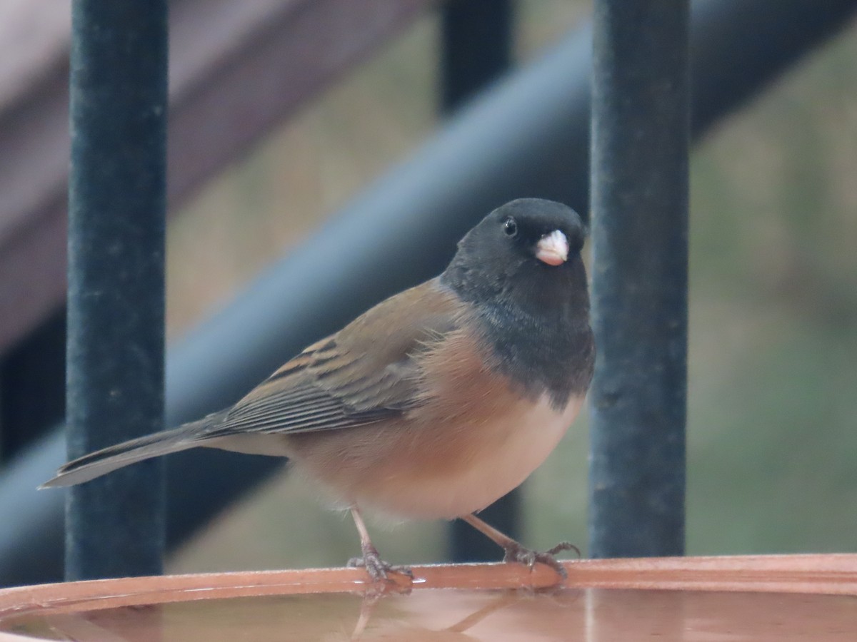 Dark-eyed Junco - ML645582208