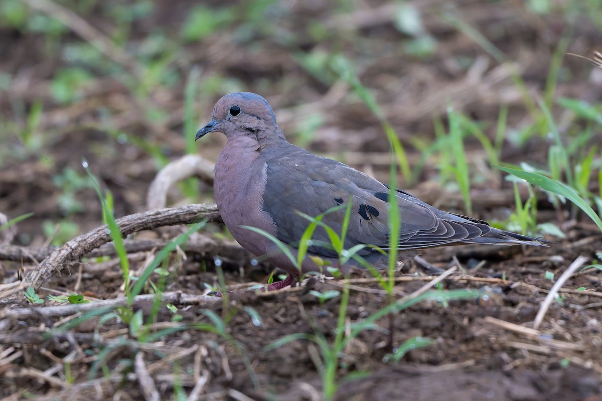 Eared Dove - ML645582210
