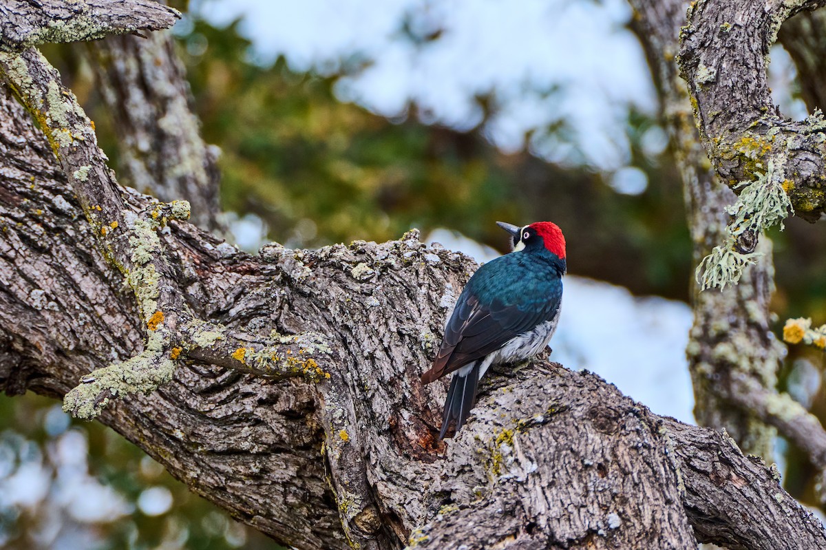 Acorn Woodpecker - ML645582212