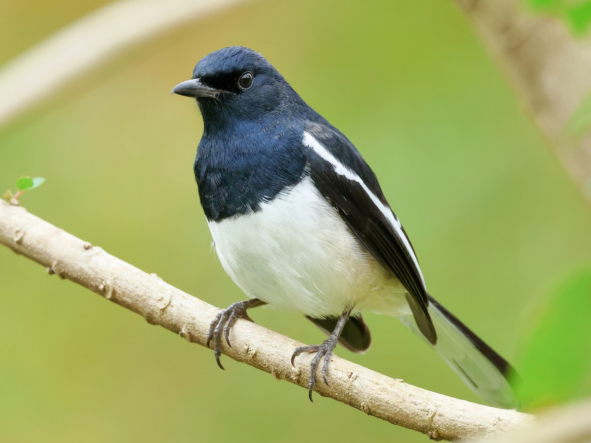 Oriental Magpie-Robin - ML645582214