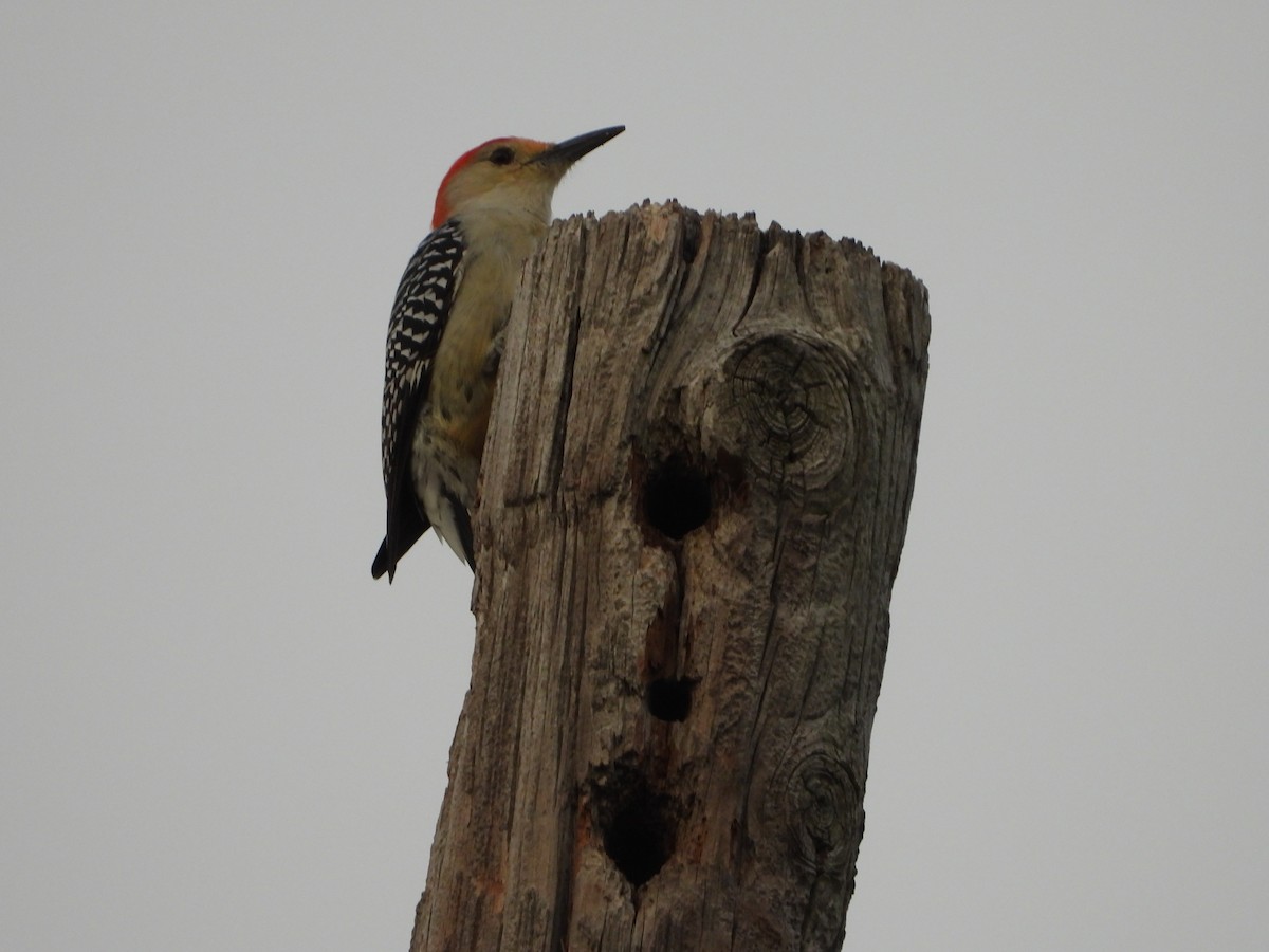 Red-bellied Woodpecker - ML645582215