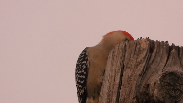Red-bellied Woodpecker - ML645582216