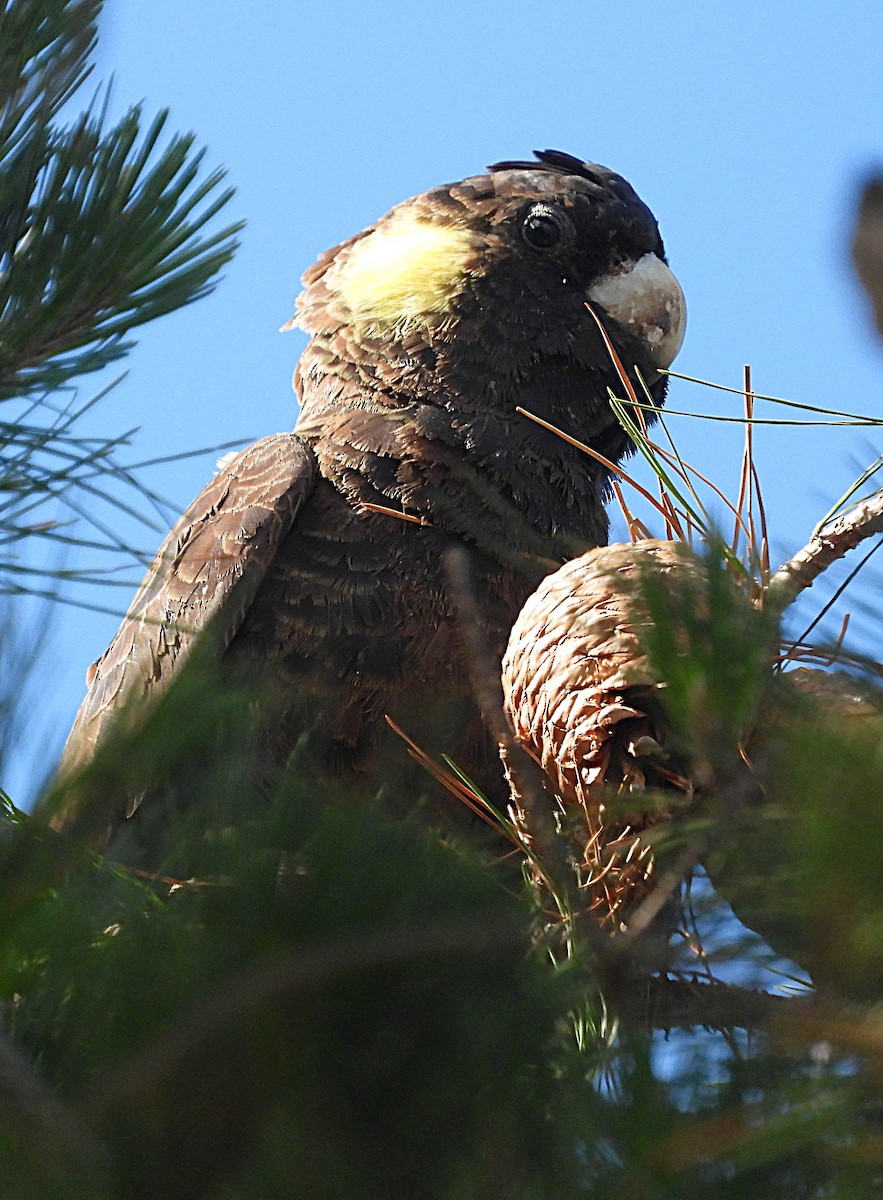 Yellow-tailed Black-Cockatoo - ML645582219