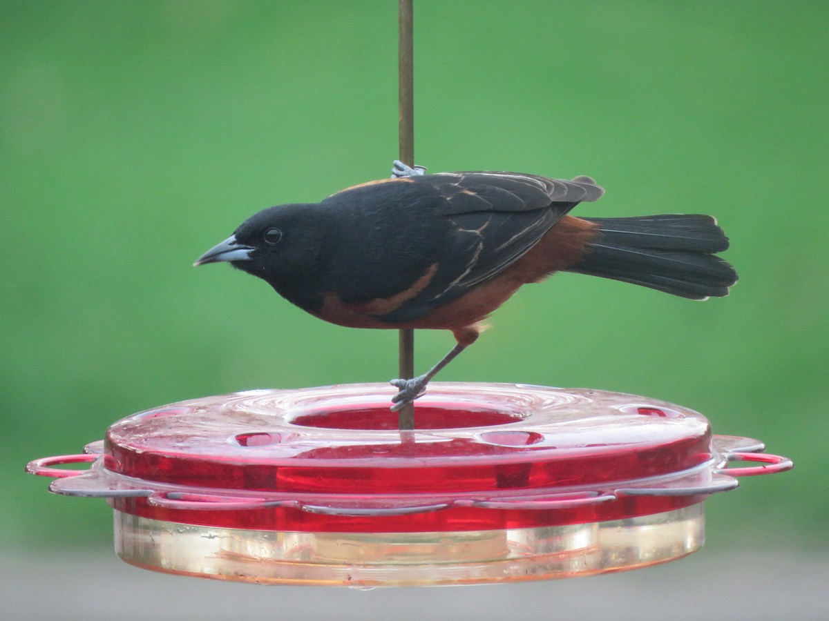 Orchard Oriole - ML645582220