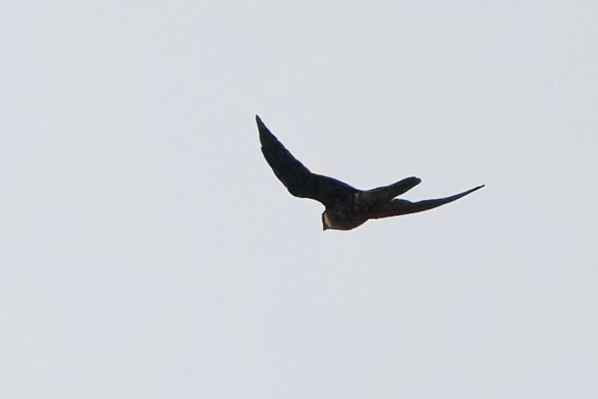 Bat Falcon - ML645582223