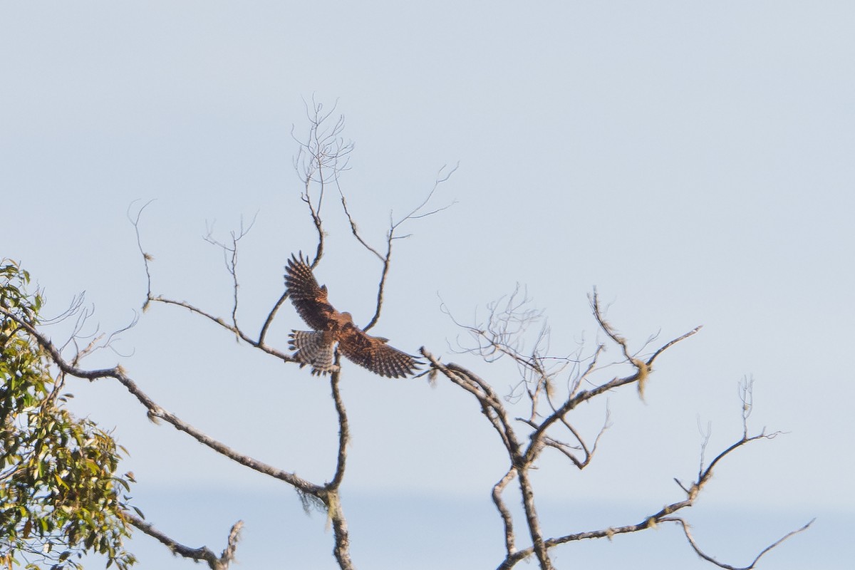 Spotted Kestrel - ML645582229