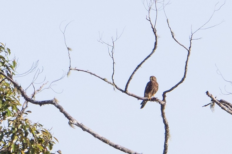 Spotted Kestrel - ML645582231