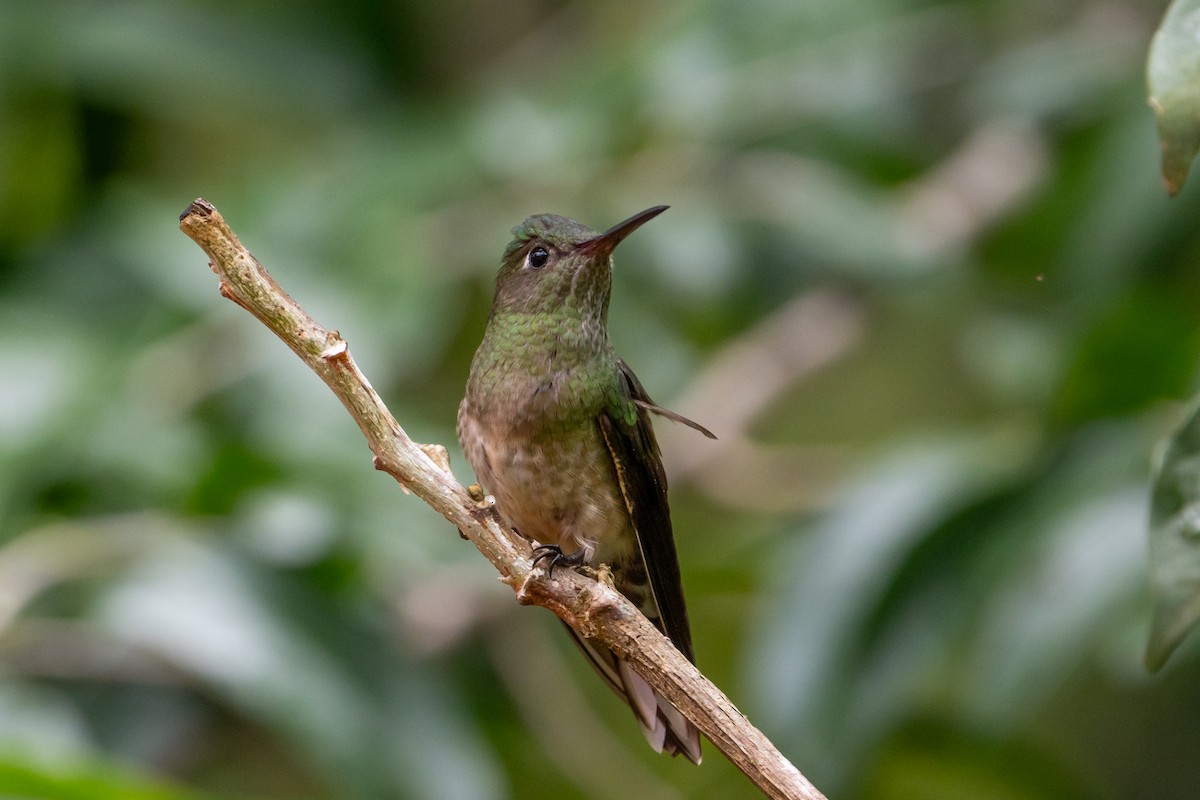 Scaly-breasted Hummingbird - ML645582233