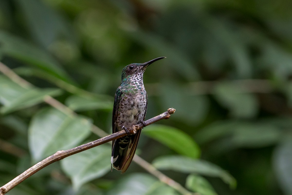 Scaly-breasted Hummingbird - ML645582234