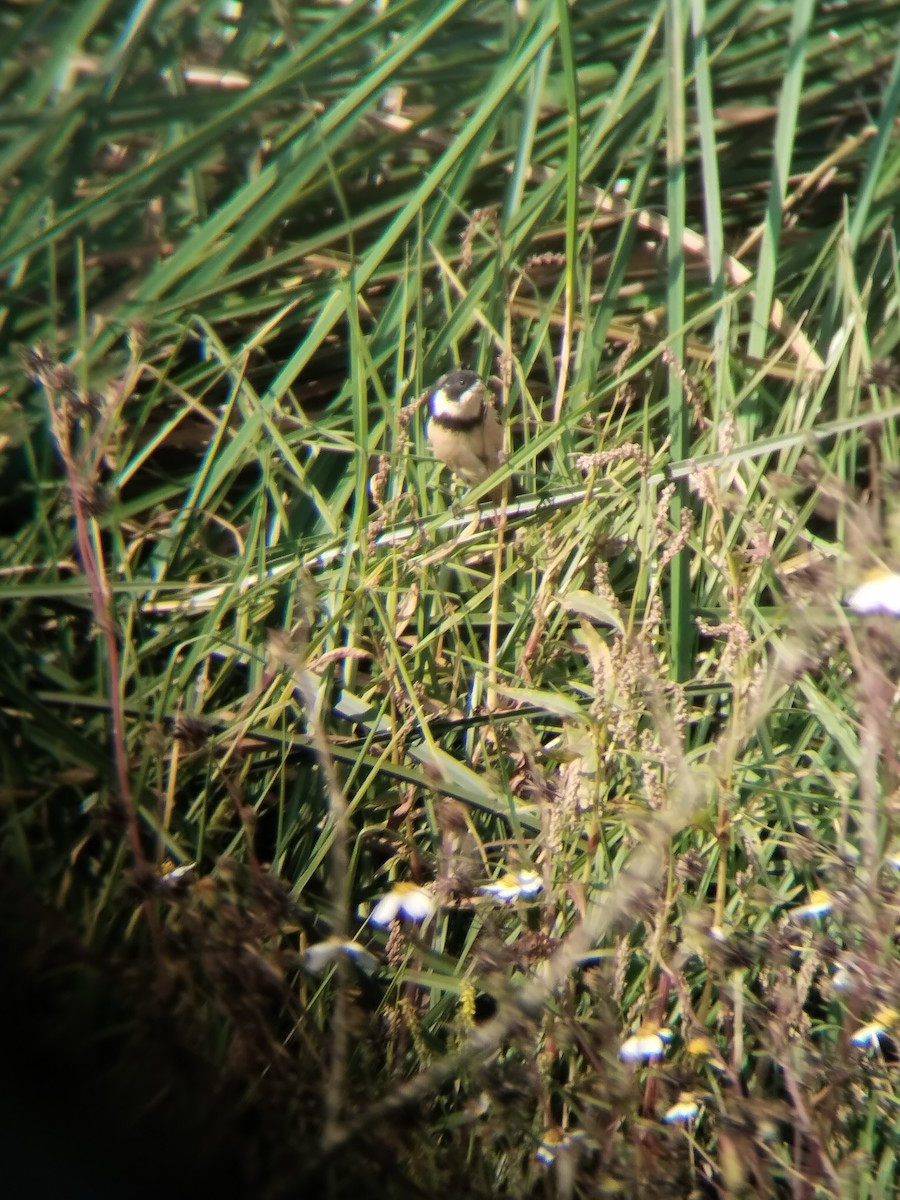Cinnamon-rumped Seedeater - ML645582235