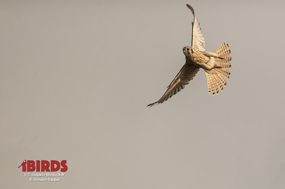 American Kestrel - ML645582236