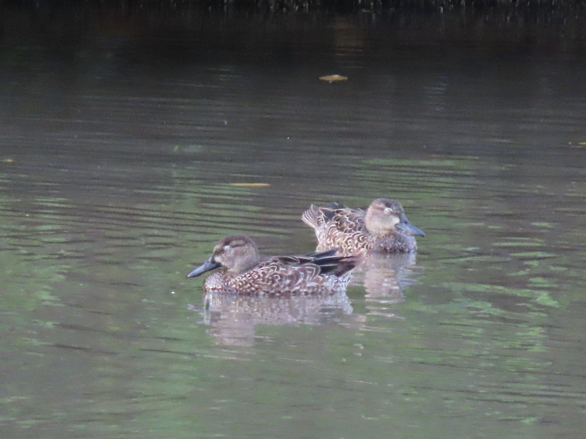 Blue-winged Teal - ML645582237