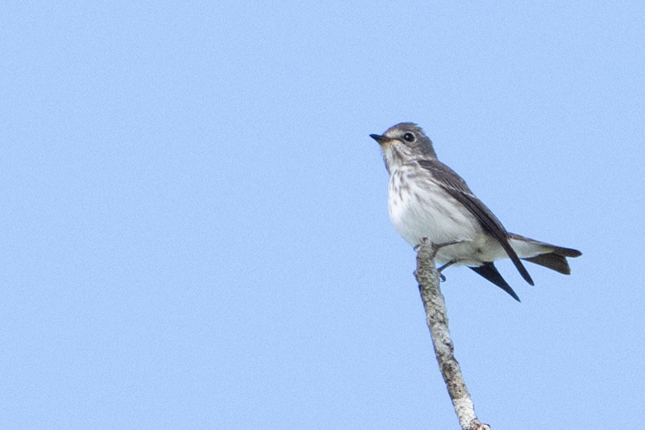 Gray-streaked Flycatcher - ML645582239
