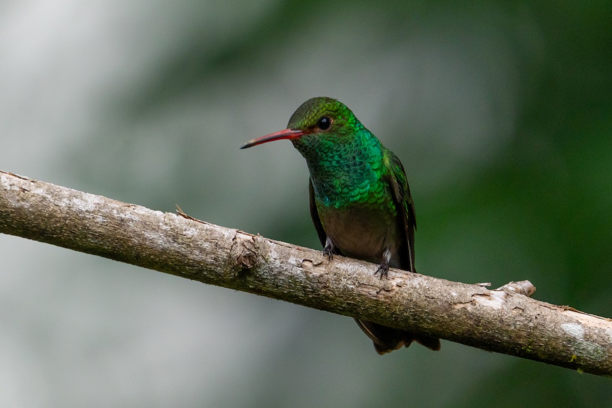 Rufous-tailed Hummingbird - ML645582254