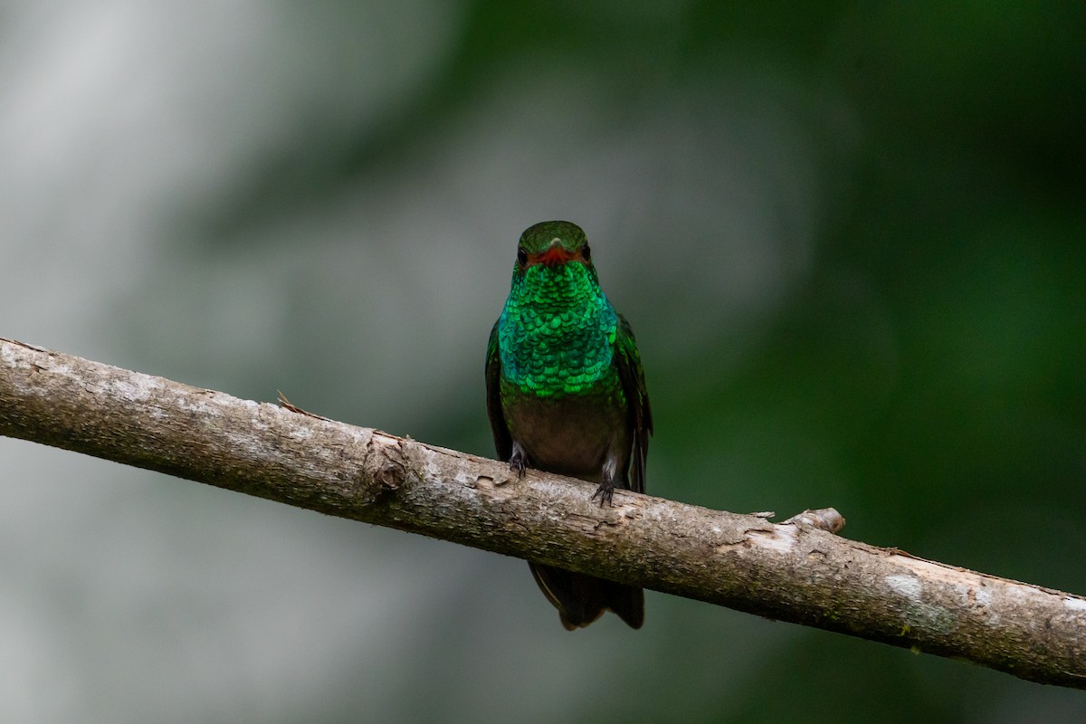 Rufous-tailed Hummingbird - ML645582255