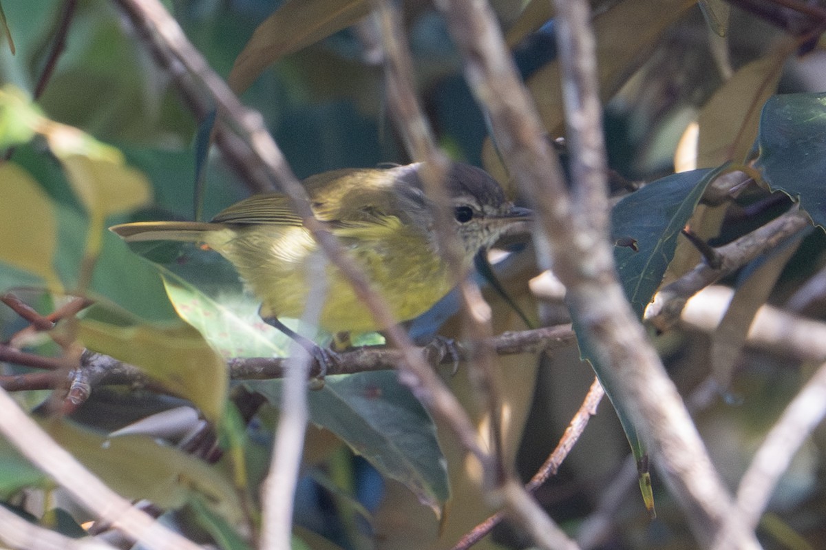 Island Leaf Warbler (Buru) - ML645582257